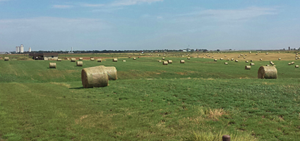 Hay Field