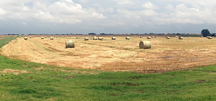 Oat Hay